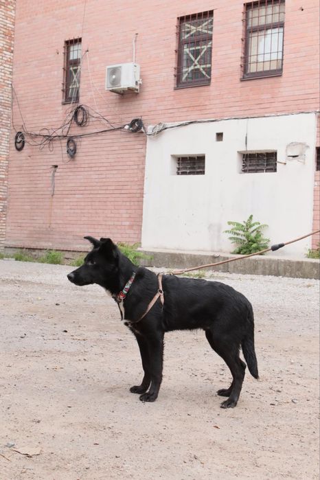 Отдается в добрые руки