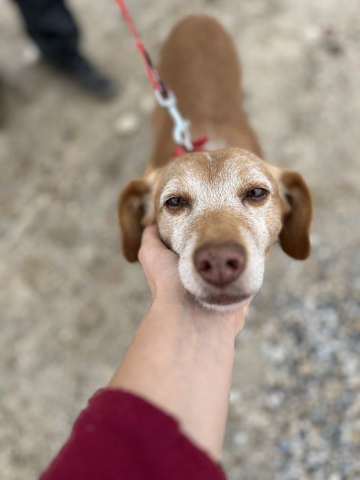Spicy- o Cão dos abraços!