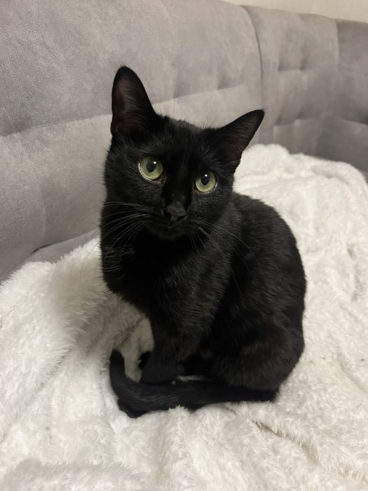 Віддам кицю в добрі руки