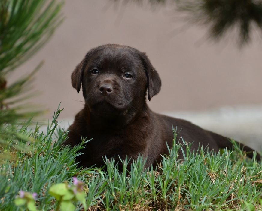 Labrador retriever FCI  SUCZKA