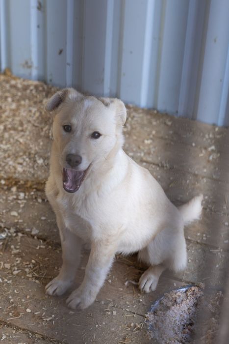 Цуцик, собака, щенок в гарні руки