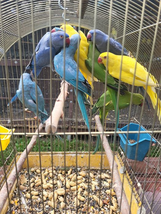 Aleksandretty obrożne młodziutkie z DNA