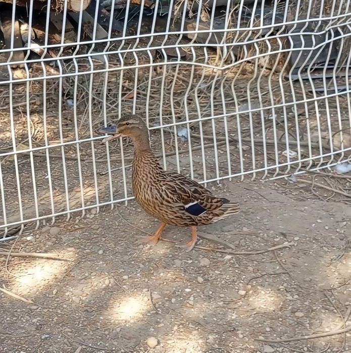 Pato real femea 2025