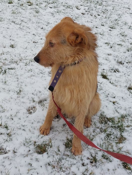 Wiesiu pies do adopcji