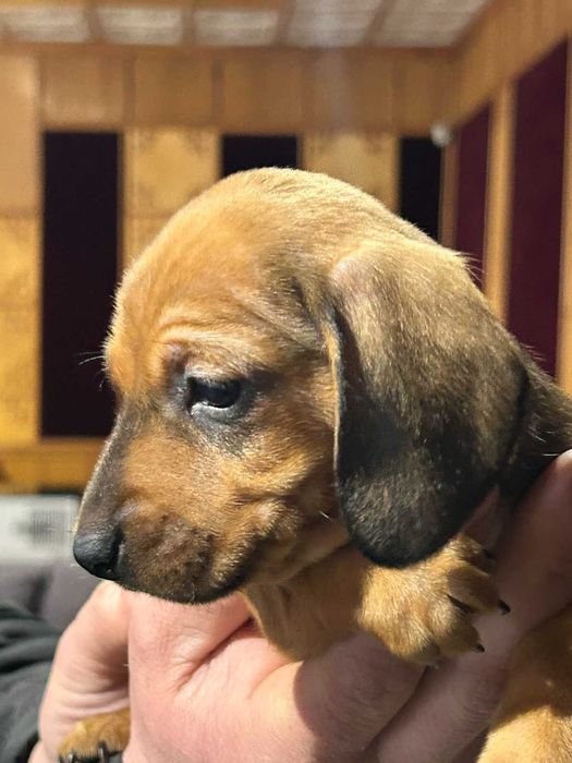 Цуценята карликової такси