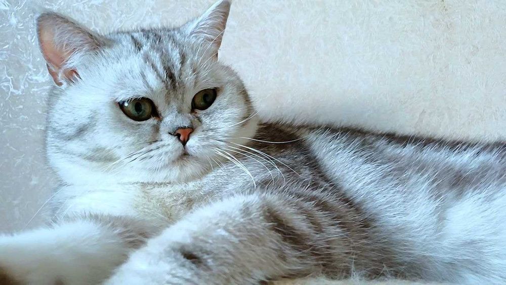Мармурові чистокровні котики 1 рік