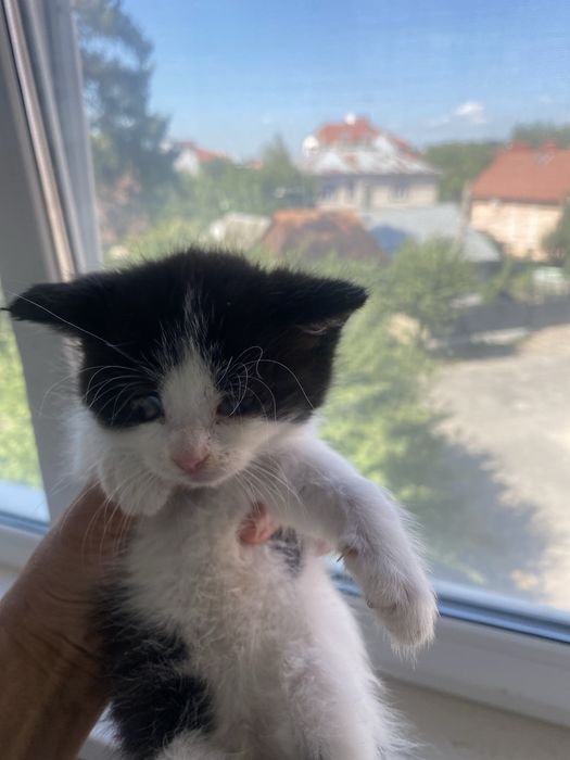 тваринки муркотунчики безкоштовно