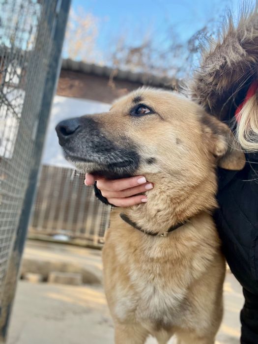 Leo - piękny przytulas szuka domu