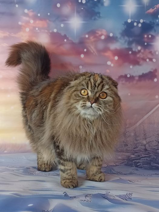 Шотландська довгошерстна грілка