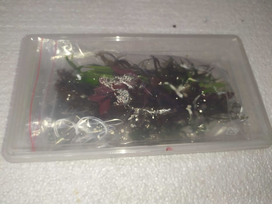 Hygrophila bold na 2 plan. Hodowla podwodna. Gratisy .