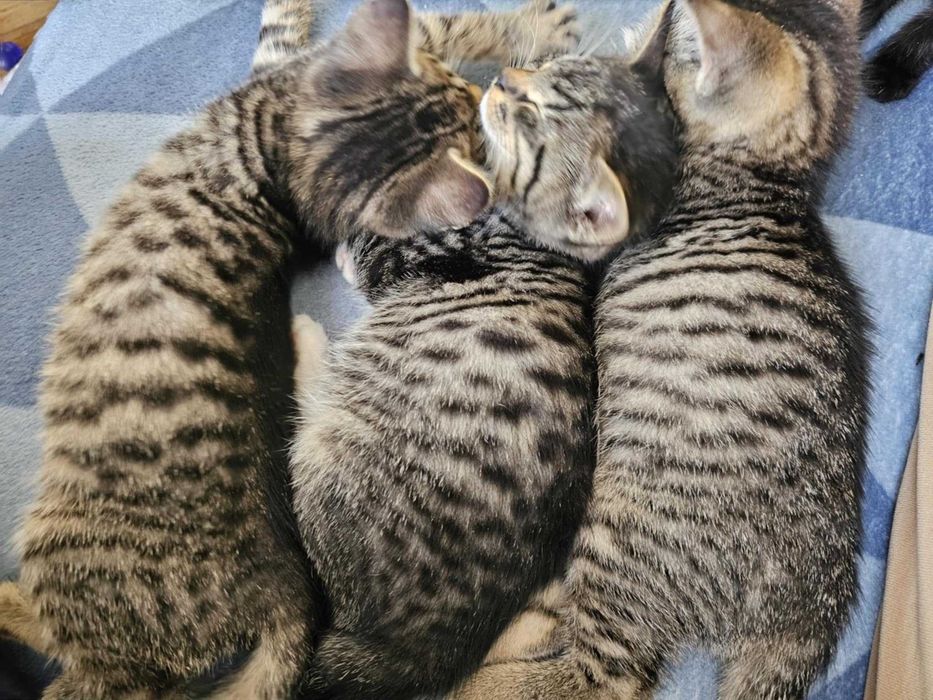 Kocięta niedowidzące szukają domu