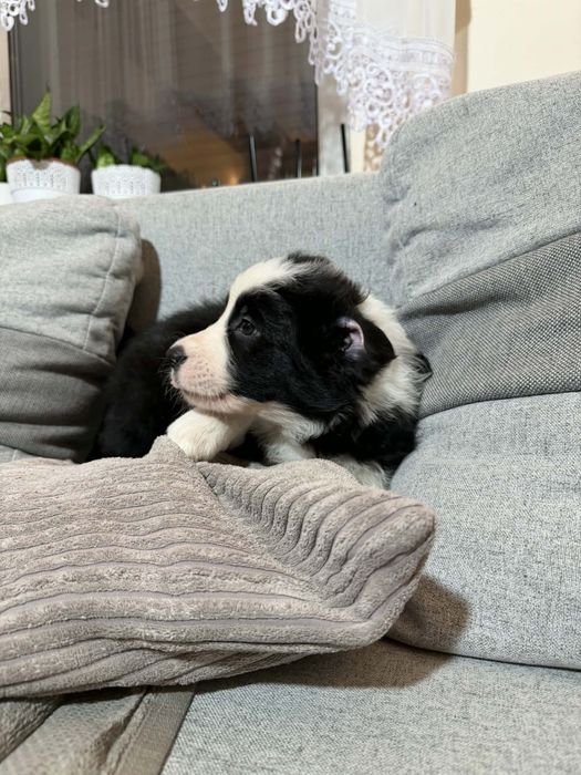 Border collie szczeniak, czarno- biały