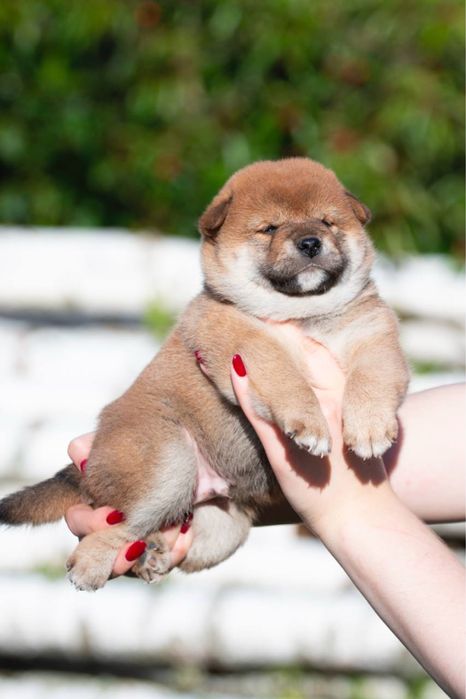 Шиба цуценята shiba inu