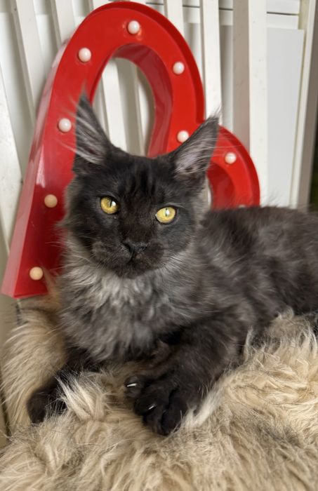 Dymny Aragon of Coty Coli