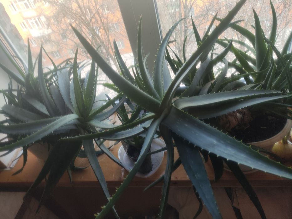 Цветок Алоэ Вера