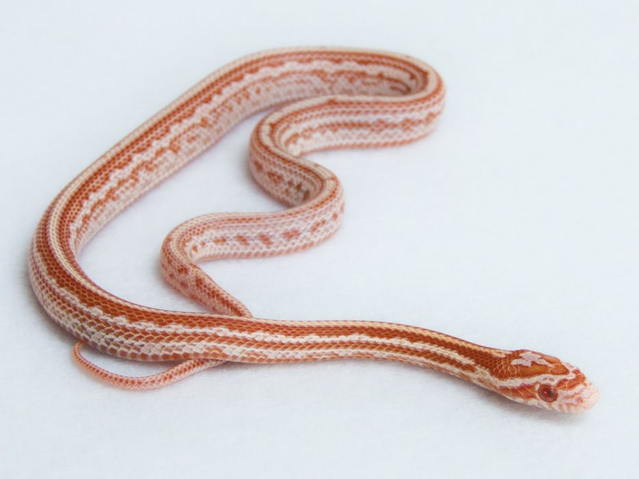 Wąż zbożowy amel tessera het anery scaleless ph motley Red factor