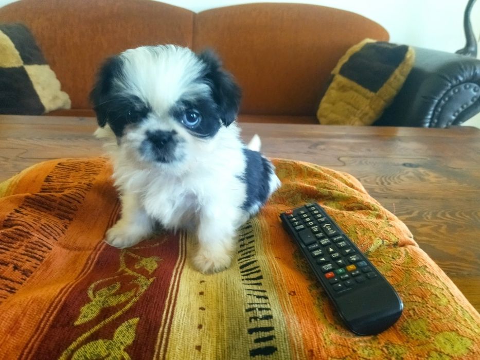Shih Tzu Miniaturka