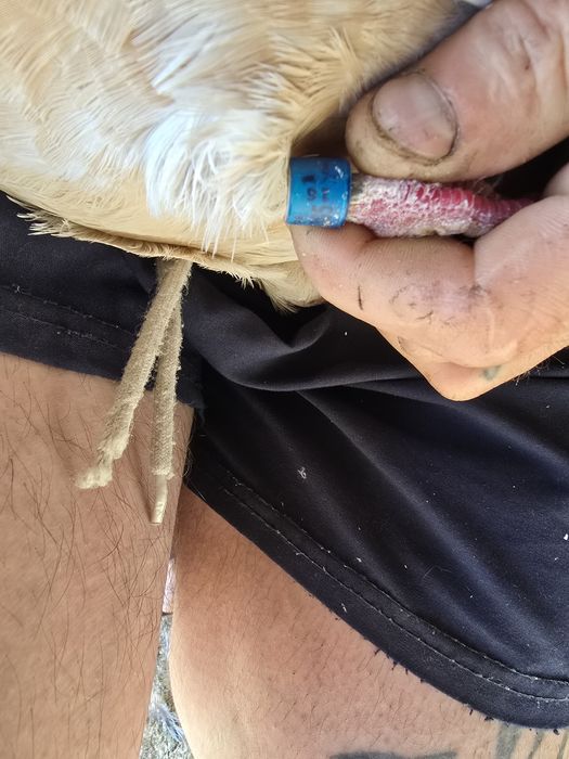 Gołębie pocztowe para żółtych.