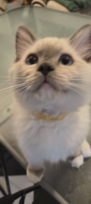 Kocurek Ragdoll Blue Mitted -gotowy do odbioru