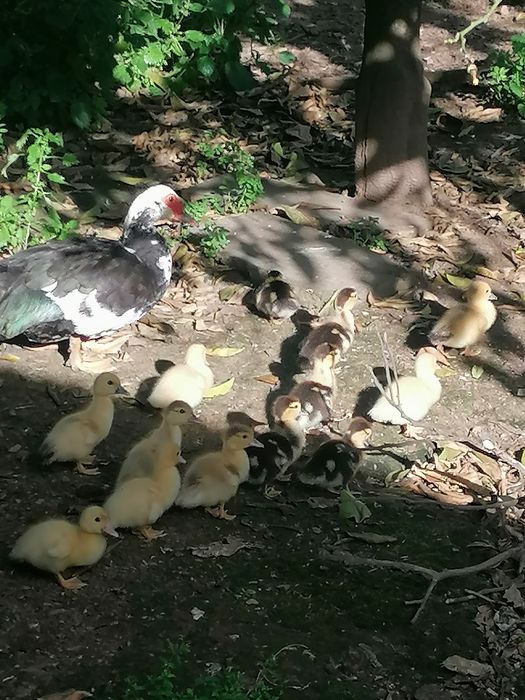 Ovos galados de patos mudos