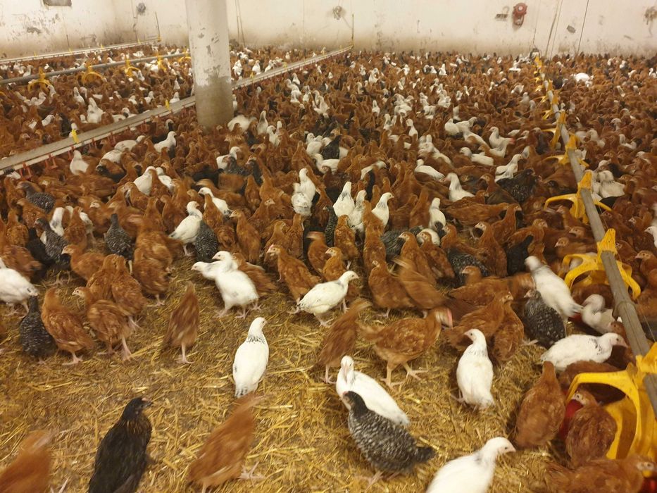 Kurki kokoszki nioski Rosa koorowa młoda na wybieg transport Gratis