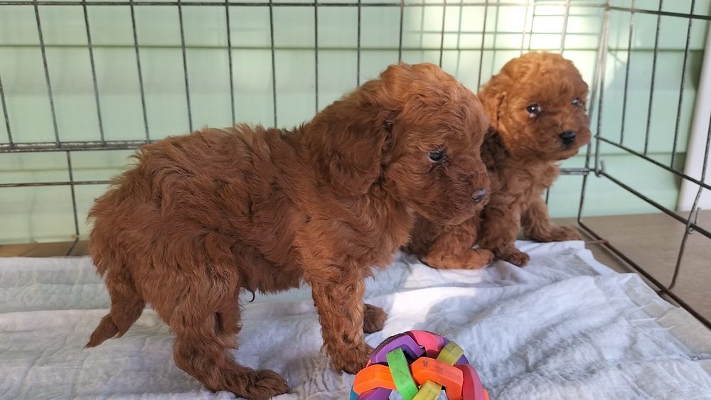 Щенята Той Пудель