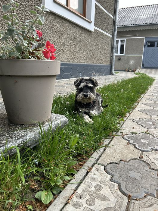 Цвергшнауцер шукає наречену