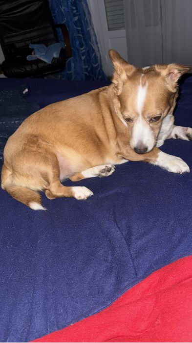 Adoção temporaria cadela porte pequeno