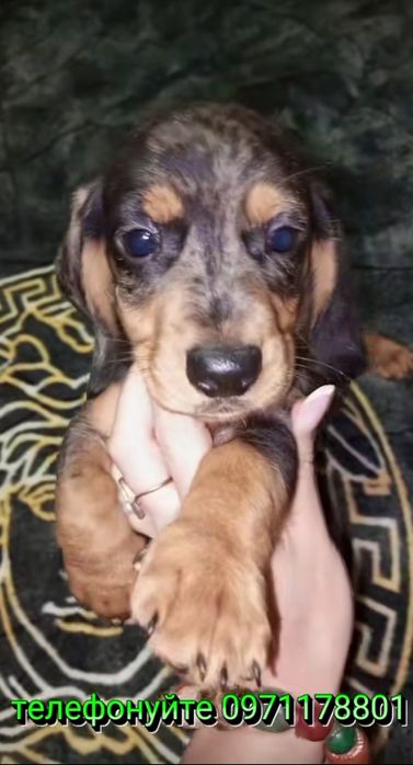 Міні - такса мраморного забарвлення, шукає свого власника