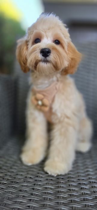 Maltipoo/ chłopczyk