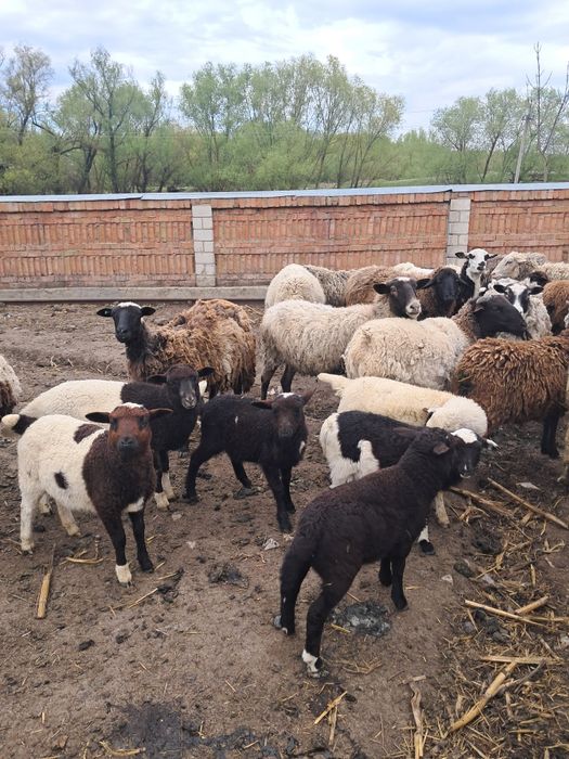 Вівці, барани,ягнята  крос дорпер