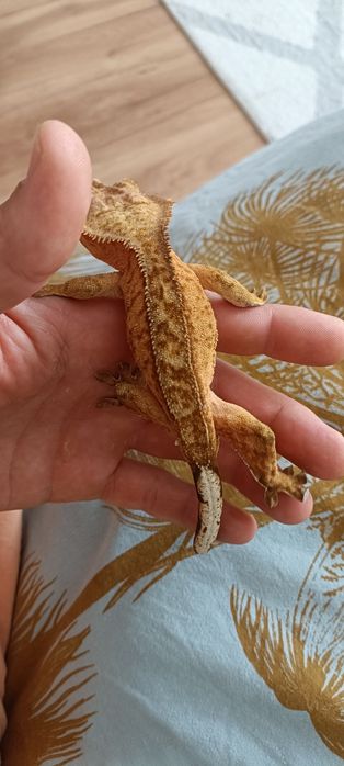 2 Gekony orzesione plus terrarium