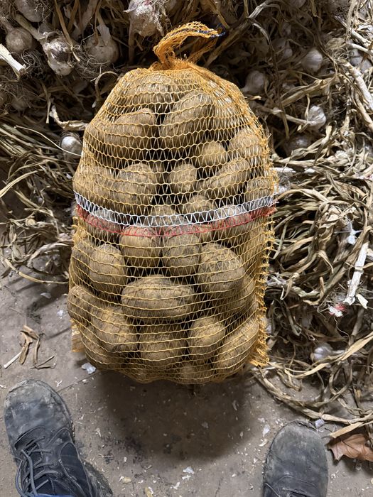 Ziemniaki jadalne Soraya
