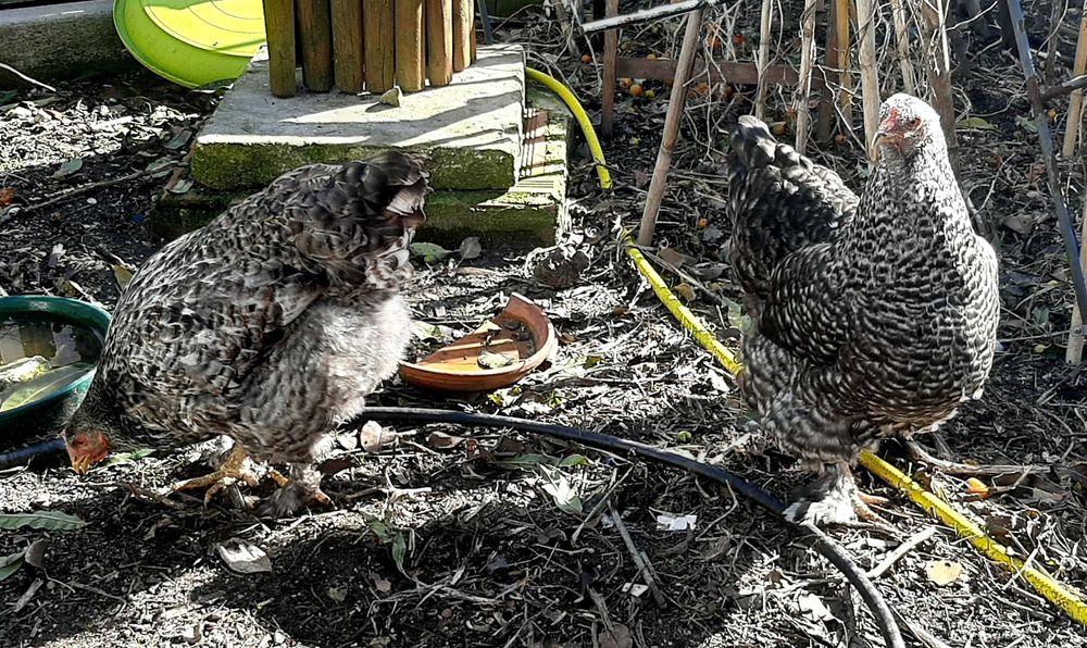 Vende-se galinhas brahma, prestes a iniciar postura, em Mafra/Ericeira