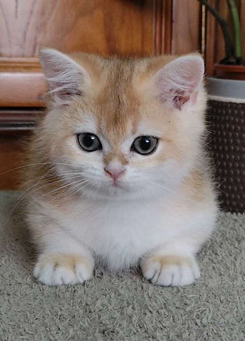 Lindo gatinho British Shorthair Golden