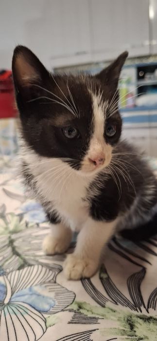 Gatinho macho preto e branco para adoção