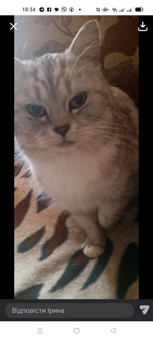 Прилаштовується киця в добрі руки