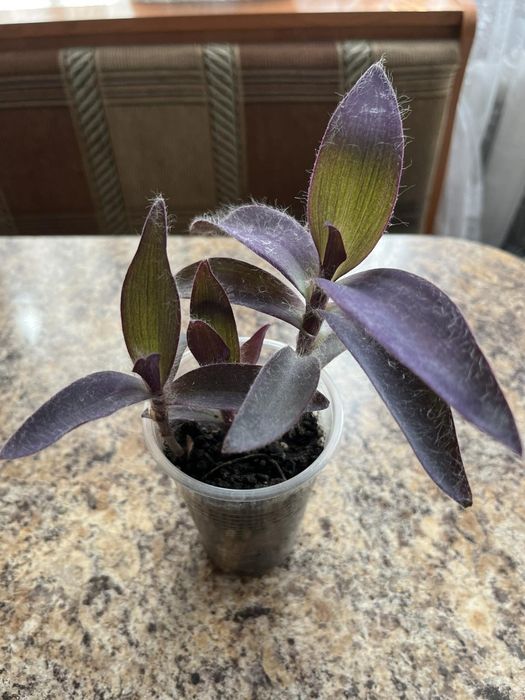 Квіти кімнатні різні