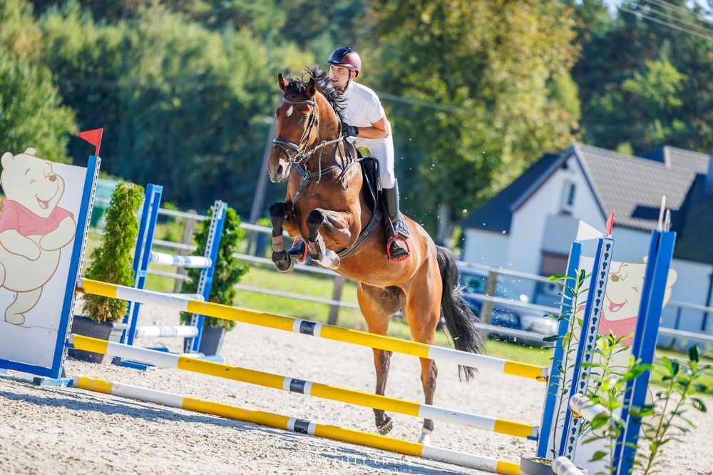 Klacz wielkopolska 6-lat