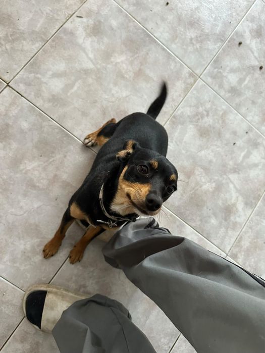 Pincher para adoção responsável