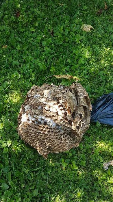 Usuwanie gniazd os i szerszeni 24/7 – Krosno i okolice