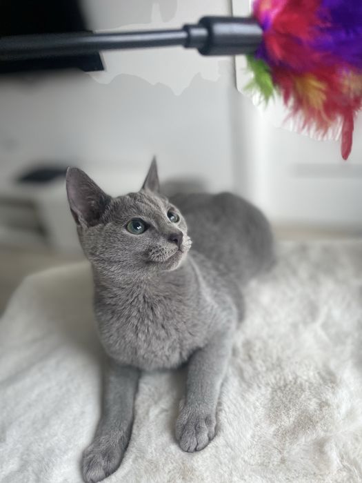 Kocurek Rosyjski Niebieski JACK