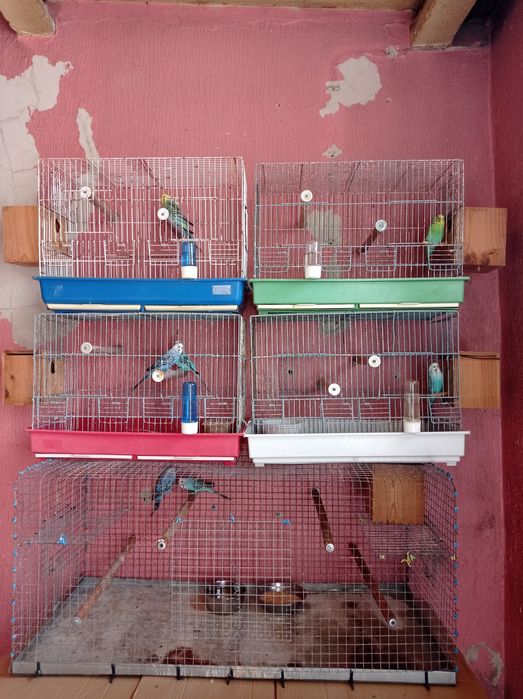 Aves periquitos machos e fêmeas