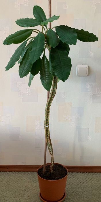 Продам молочай беложильчатый