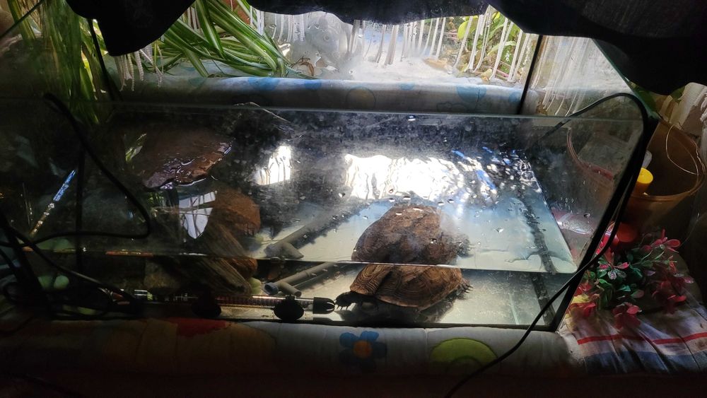 Żółw chiński samiczka