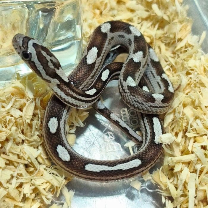 Cobra do milho bebés