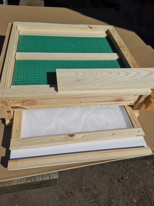 Dennica wielkopolska,