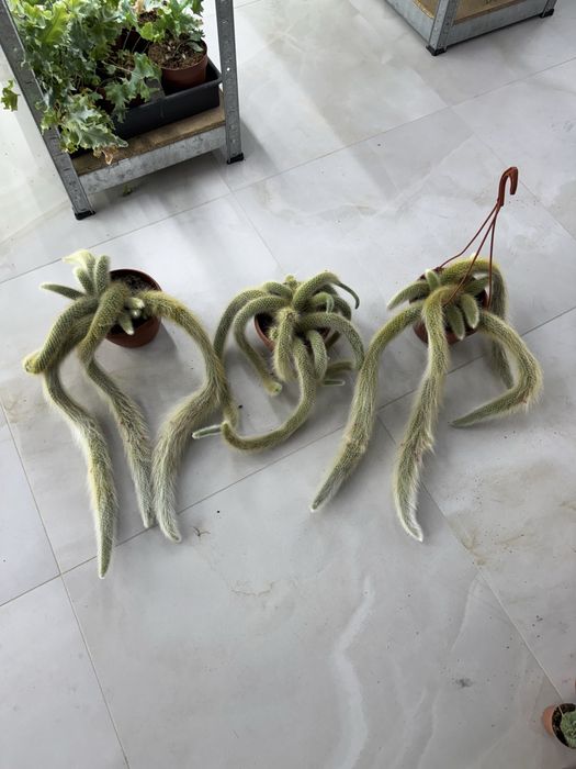 Cactus кактус кактуси сукуленти  cactus succulent еуіорбія euphorbia