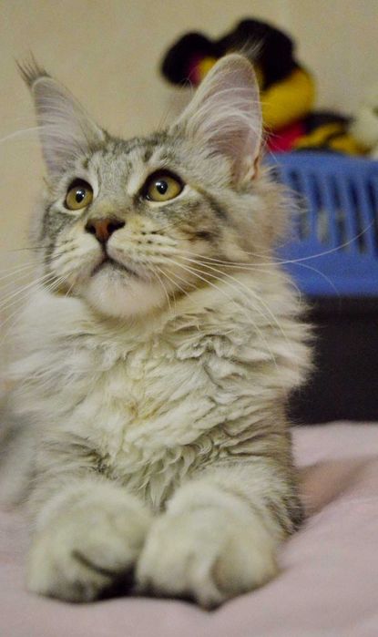 5мес СУПЕР-КОТ серебряного окраса Известный питомник Bartalameo