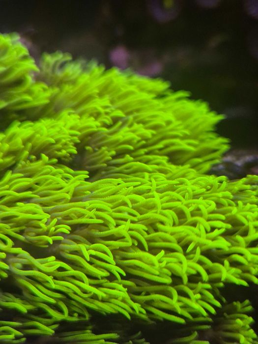 Briareum ultra fluo szczepki